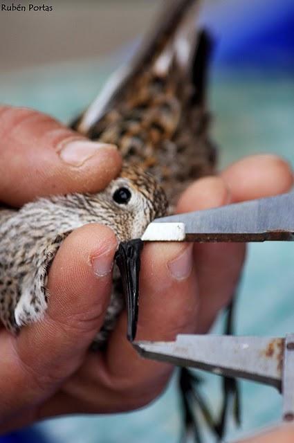 Limícolas en el día de las aves