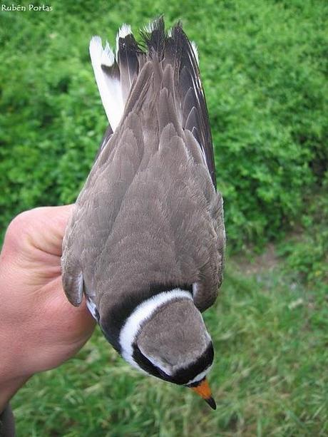 Limícolas en el día de las aves