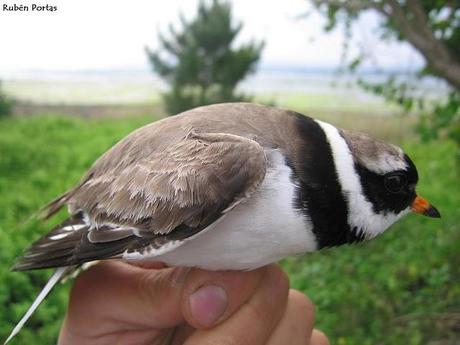 Limícolas en el día de las aves