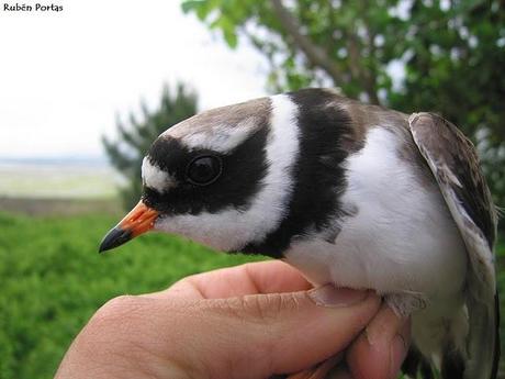 Limícolas en el día de las aves