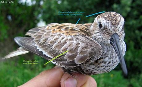 Limícolas en el día de las aves