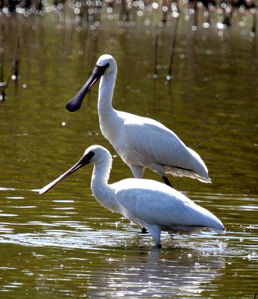 ESPÁTULA COMÚN-PLATALEA LEUCORODIA-EURASIAN SPOONBILL
