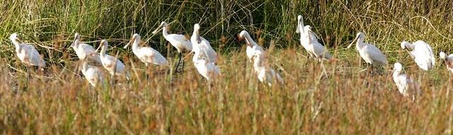 ESPÁTULA COMÚN-PLATALEA LEUCORODIA-EURASIAN SPOONBILL