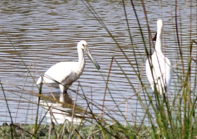 ESPÁTULA COMÚN-PLATALEA LEUCORODIA-EURASIAN SPOONBILL