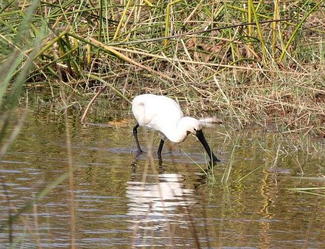 ESPÁTULA COMÚN-PLATALEA LEUCORODIA-EURASIAN SPOONBILL