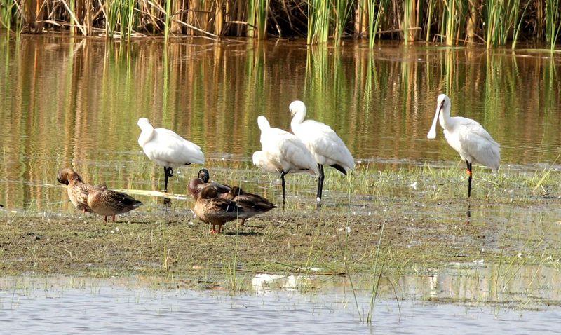 ESPÁTULA COMÚN-PLATALEA LEUCORODIA-EURASIAN SPOONBILL