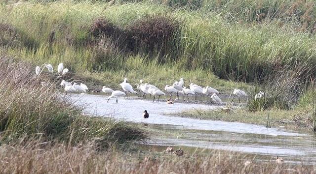 ESPÁTULA COMÚN-PLATALEA LEUCORODIA-EURASIAN SPOONBILL