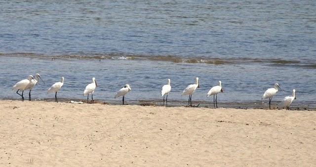 ESPÁTULA COMÚN-PLATALEA LEUCORODIA-EURASIAN SPOONBILL