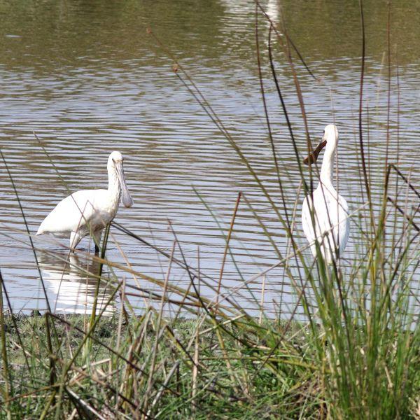 ESPÁTULA COMÚN-PLATALEA LEUCORODIA-EURASIAN SPOONBILL