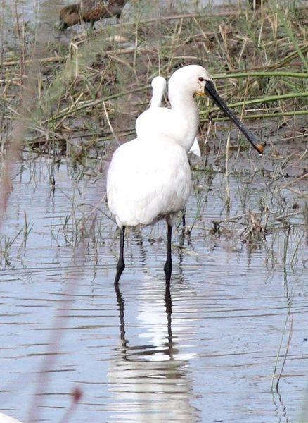 ESPÁTULA COMÚN-PLATALEA LEUCORODIA-EURASIAN SPOONBILL