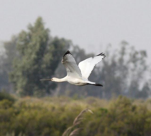 ESPÁTULA COMÚN-PLATALEA LEUCORODIA-EURASIAN SPOONBILL