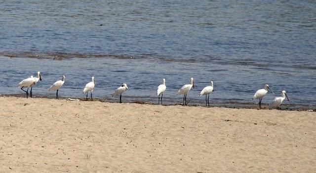 ESPÁTULA COMÚN-PLATALEA LEUCORODIA-EURASIAN SPOONBILL