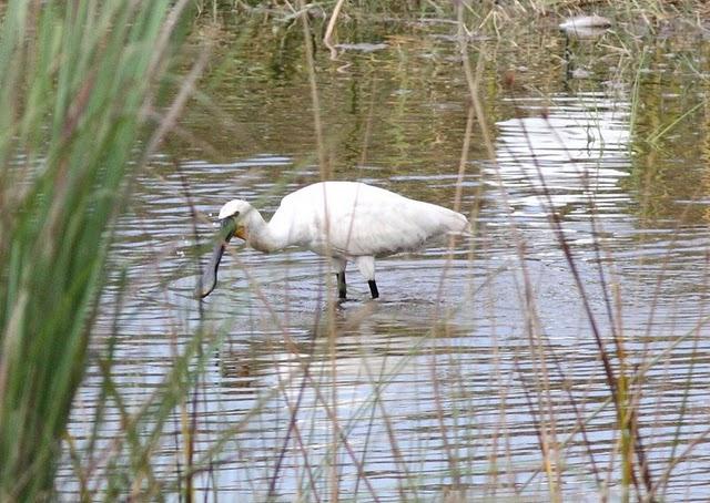 ESPÁTULA COMÚN-PLATALEA LEUCORODIA-EURASIAN SPOONBILL