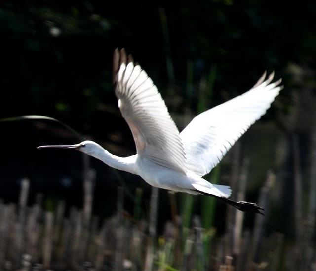 ESPÁTULA COMÚN-PLATALEA LEUCORODIA-EURASIAN SPOONBILL