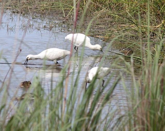 ESPÁTULA COMÚN-PLATALEA LEUCORODIA-EURASIAN SPOONBILL