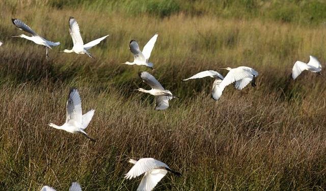 ESPÁTULA COMÚN-PLATALEA LEUCORODIA-EURASIAN SPOONBILL