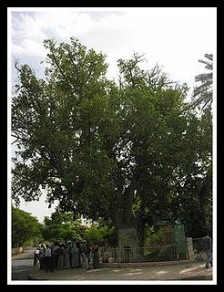 ARBOL CON 2.000 AÑOS DONDE SUBIO ZAQUEO PARA VER A JESUS