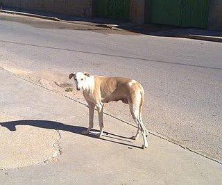 8 CACHORROS DE GALGO VIVIENDO AL LADO DE LA CARRETERA Y MAMA GALGA QUE NO SE DEJA COGER, SE NECESITA ACOGIDAS O AYUDAS.CUENCA