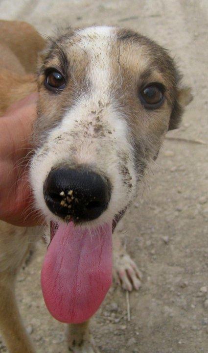 Suerte y Fortuna, crecen en una protectora. Málaga