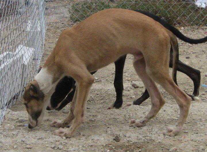 Suerte y Fortuna, crecen en una protectora. Málaga