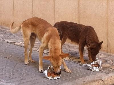 ACOGIDA URGENTE!! En la calle, deteriorados y con peligro de perrera (MURCIA)