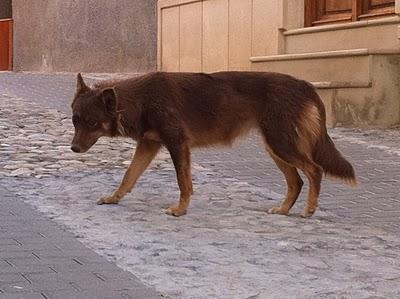 ACOGIDA URGENTE!! En la calle, deteriorados y con peligro de perrera (MURCIA)