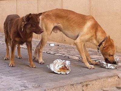 ACOGIDA URGENTE!! En la calle, deteriorados y con peligro de perrera (MURCIA)