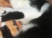 URGE ADOPCIÓN!!! Tsuki, gatito meses (Murcia)