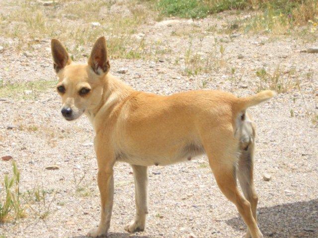 Perdida en Almeria , tiene 13 años