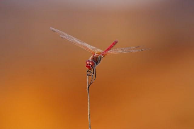 EL RIO QUE PARECE MARTE-RIO TINTO