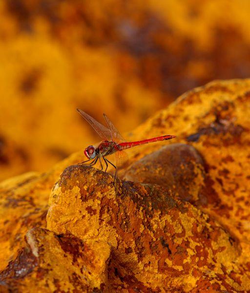 EL RIO QUE PARECE MARTE-RIO TINTO