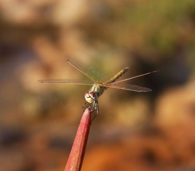 EL RIO QUE PARECE MARTE-RIO TINTO