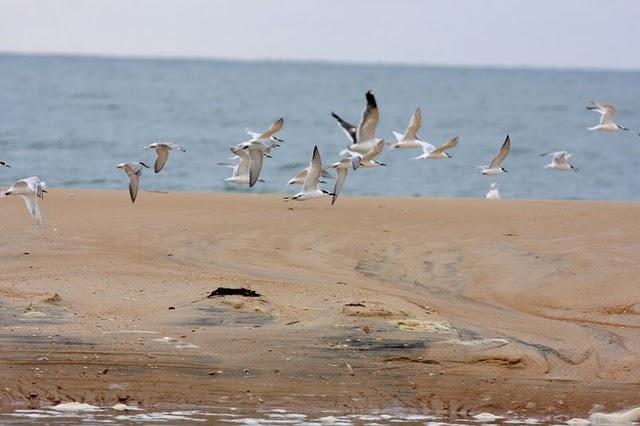 DOÑANA PARQUE NATURAL Y EL ACEBUCHE-HUELVA