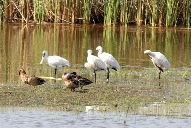 DOÑANA PARQUE NATURAL Y EL ACEBUCHE-HUELVA