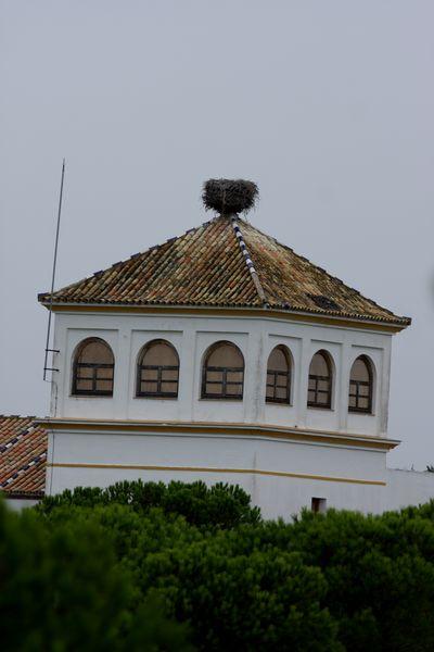 DOÑANA PARQUE NATURAL Y EL ACEBUCHE-HUELVA