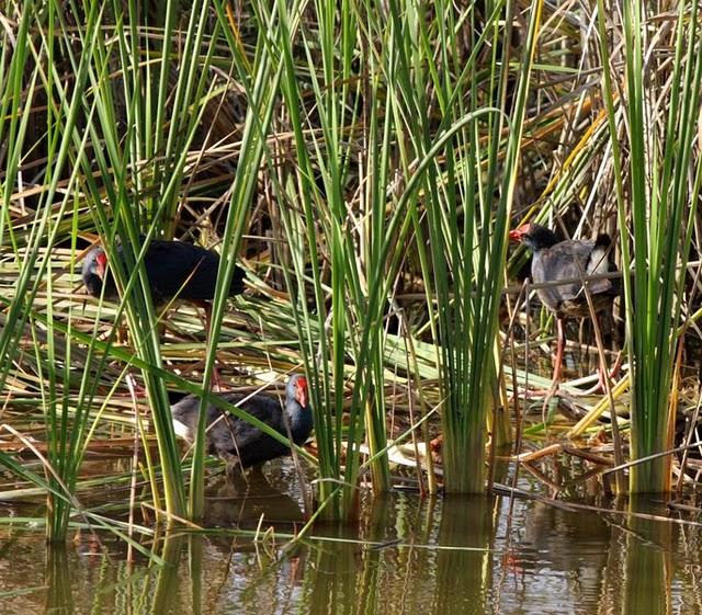 DOÑANA PARQUE NATURAL Y EL ACEBUCHE-HUELVA