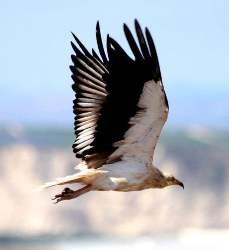 PARQUE NATURAL DE LAS BARDENAS REALES DE NAVARRA
