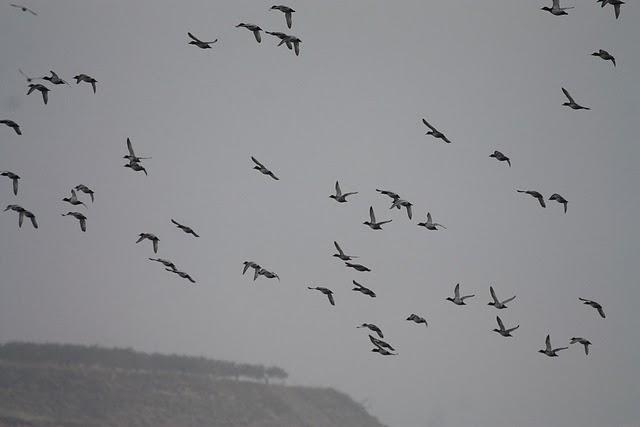 LAGUNA DE LAS CAÑAS-NAVARRA