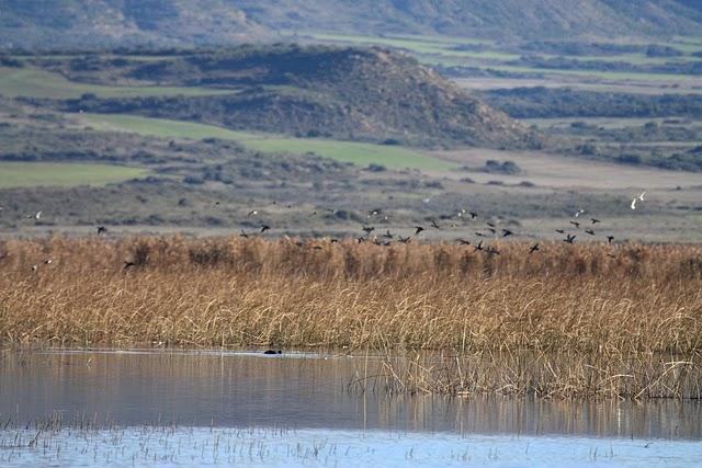 LAGUNA DE PITILLAS-NAVARRA-PITILLAS NATURE RESERVE