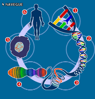 El conocimiento del genoma resolverá la enfermedad celíaca, según experto