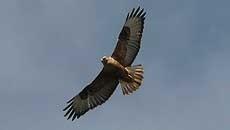 ratonero moro establece Estrecho