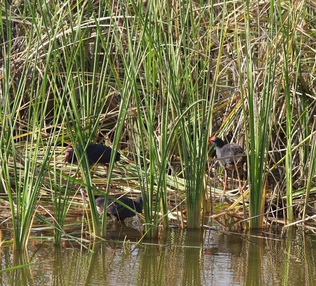 CALAMÓN COMÚN-PORPHYRIO PORPHYRIO -PURPLE SWANMP HEN