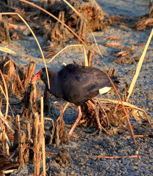 CALAMÓN COMÚN-PORPHYRIO PORPHYRIO -PURPLE SWANMP HEN