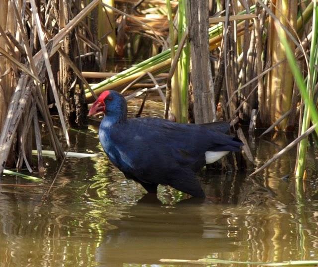 CALAMÓN COMÚN-PORPHYRIO PORPHYRIO -PURPLE SWANMP HEN