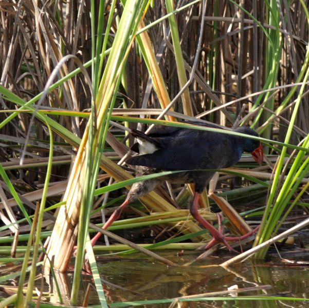CALAMÓN COMÚN-PORPHYRIO PORPHYRIO -PURPLE SWANMP HEN