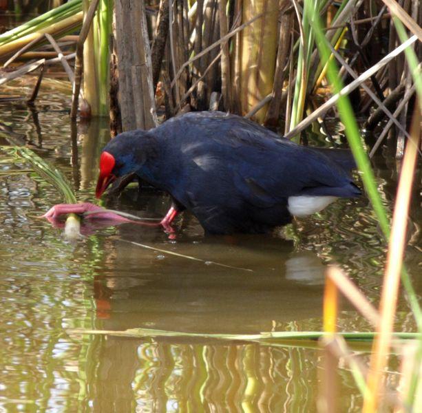CALAMÓN COMÚN-PORPHYRIO PORPHYRIO -PURPLE SWANMP HEN