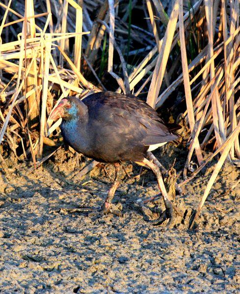 CALAMÓN COMÚN-PORPHYRIO PORPHYRIO -PURPLE SWANMP HEN