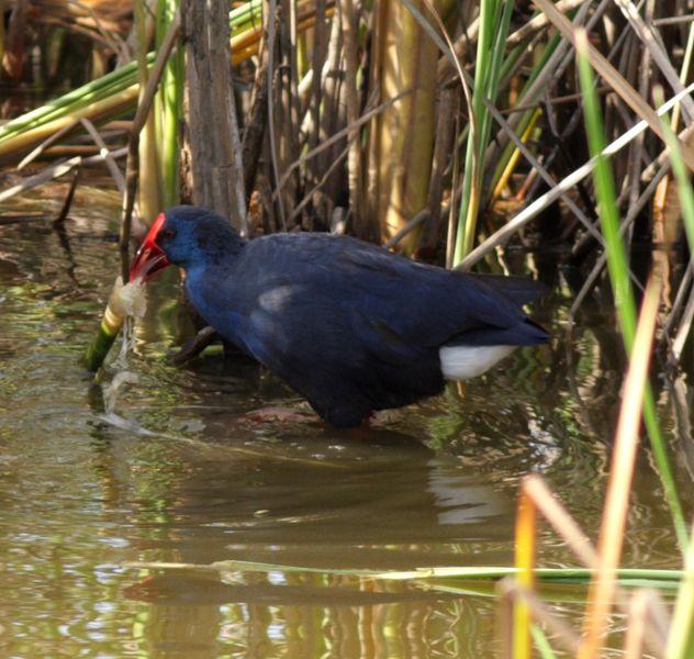CALAMÓN COMÚN-PORPHYRIO PORPHYRIO -PURPLE SWANMP HEN