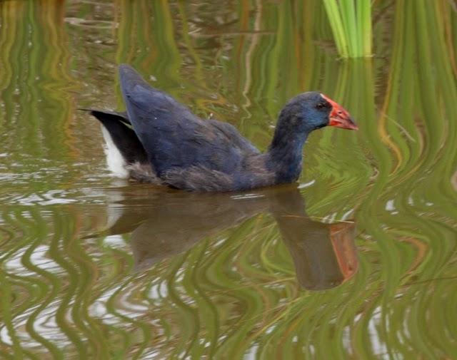 CALAMÓN COMÚN-PORPHYRIO PORPHYRIO -PURPLE SWANMP HEN