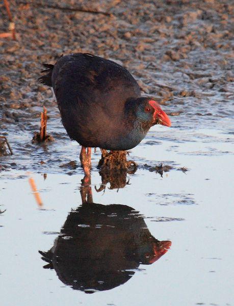CALAMÓN COMÚN-PORPHYRIO PORPHYRIO -PURPLE SWANMP HEN